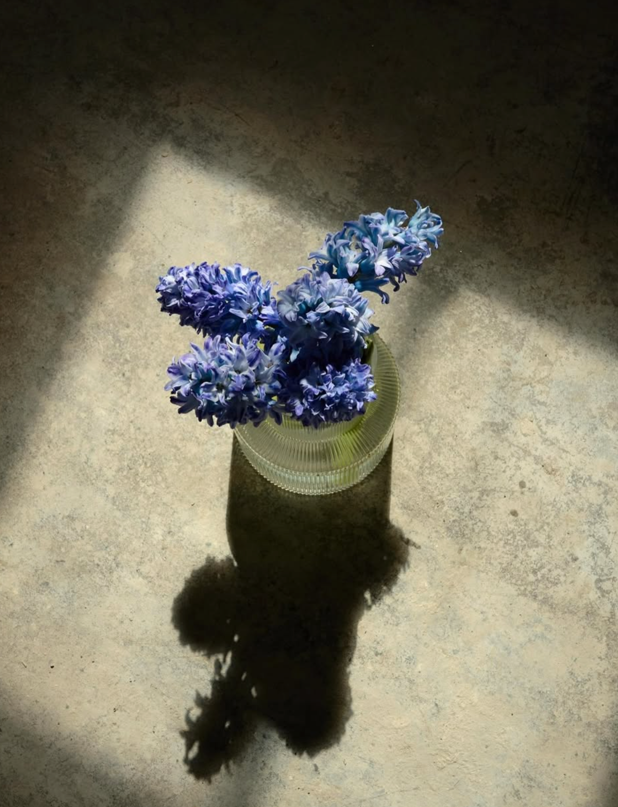 Blue flowers in a glass vase with a long shadow